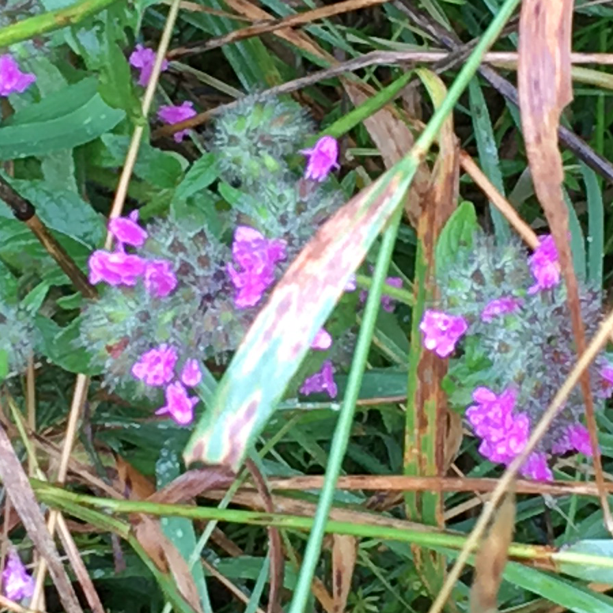Photo of the plant species Wild Basil by @BrandyLVSplants named Zion (Great Drainage & Direct Sun very important!) on Greg, the plant care app