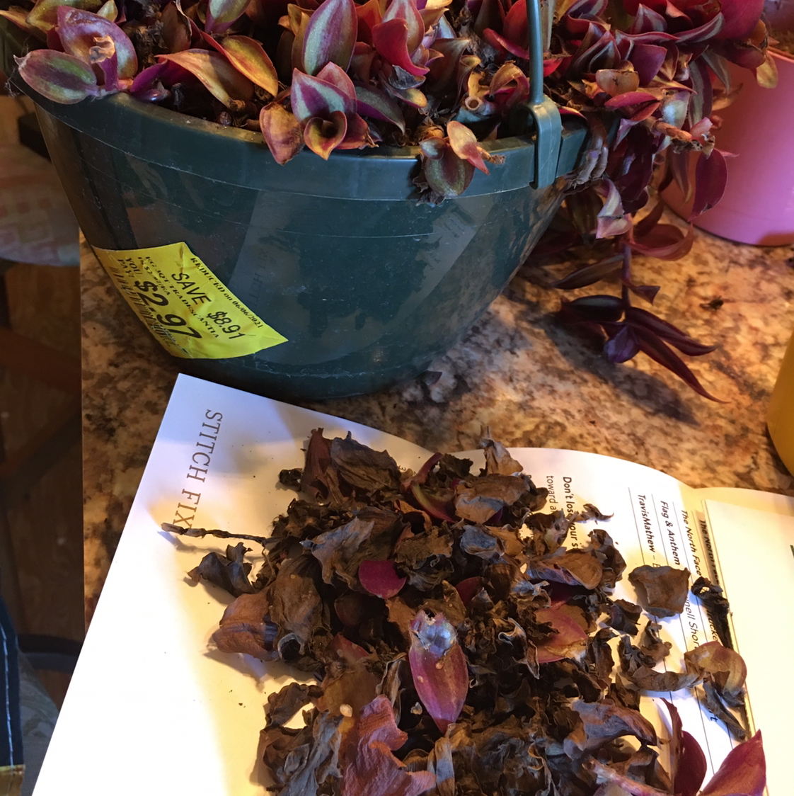 Spiderwort plant photo by @BrandyLVSplants named Rescue Rex on Greg, the plant care app.