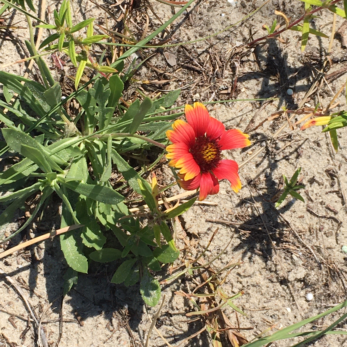 Indian Blanket plant photo by @BrandyLVSplants named Your plant on Greg, the plant care app.