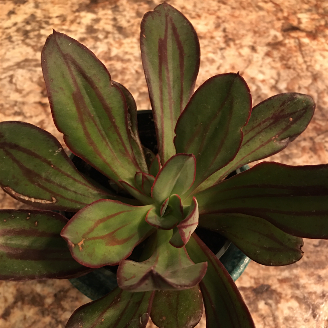 Painted Echeveria plant photo by @BrandyLVSplants named Erica on Greg, the plant care app.