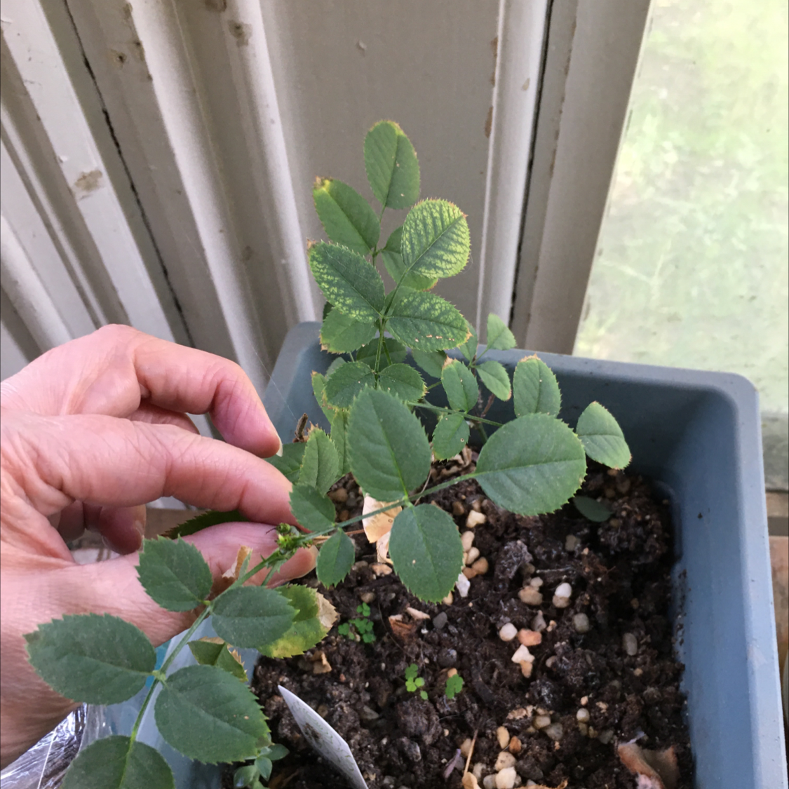 Nootka Rose plant photo by @BrandyLVSplants named Rosie on Greg, the plant care app.
