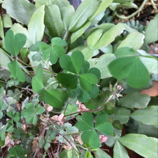 White Clover plant in Somewhere on Earth