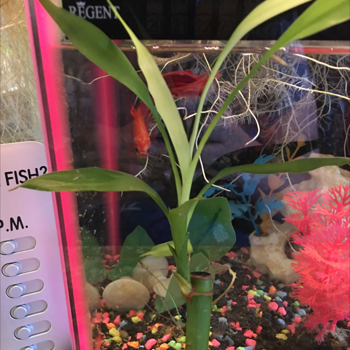 Lucky Bamboo plant photo by @BrandyLVSplants named Zeus on Greg, the plant care app.