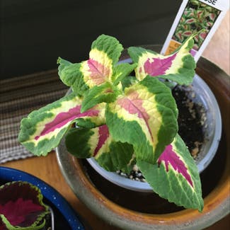 Coleus plant in Somewhere on Earth