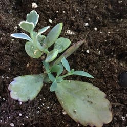 Lavender Scallops plant