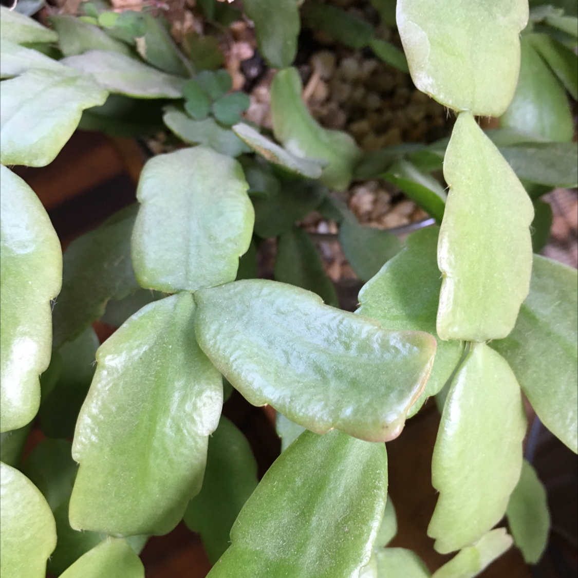 Christmas Cactus plant photo by @BrandyLVSplants named Cal on Greg, the plant care app.