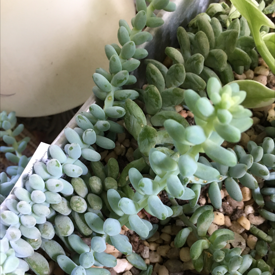 Burro's Tail plant photo by @BrandyLVSplants named Bodhi on Greg, the plant care app.