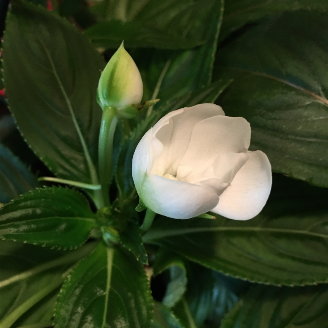 Photo of the plant species New Guinea Impatiens by @BrandyLVSplants named Harmony on Greg, the plant care app