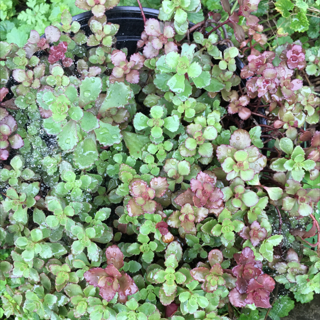 Two-Row Stonecrop plant photo by @BrandyLVSplants named Old Boy on Greg, the plant care app.