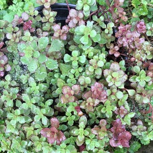 Creeping Stonecrop plant photo by @BrandyLVSplants named Old Boy on Greg, the plant care app.
