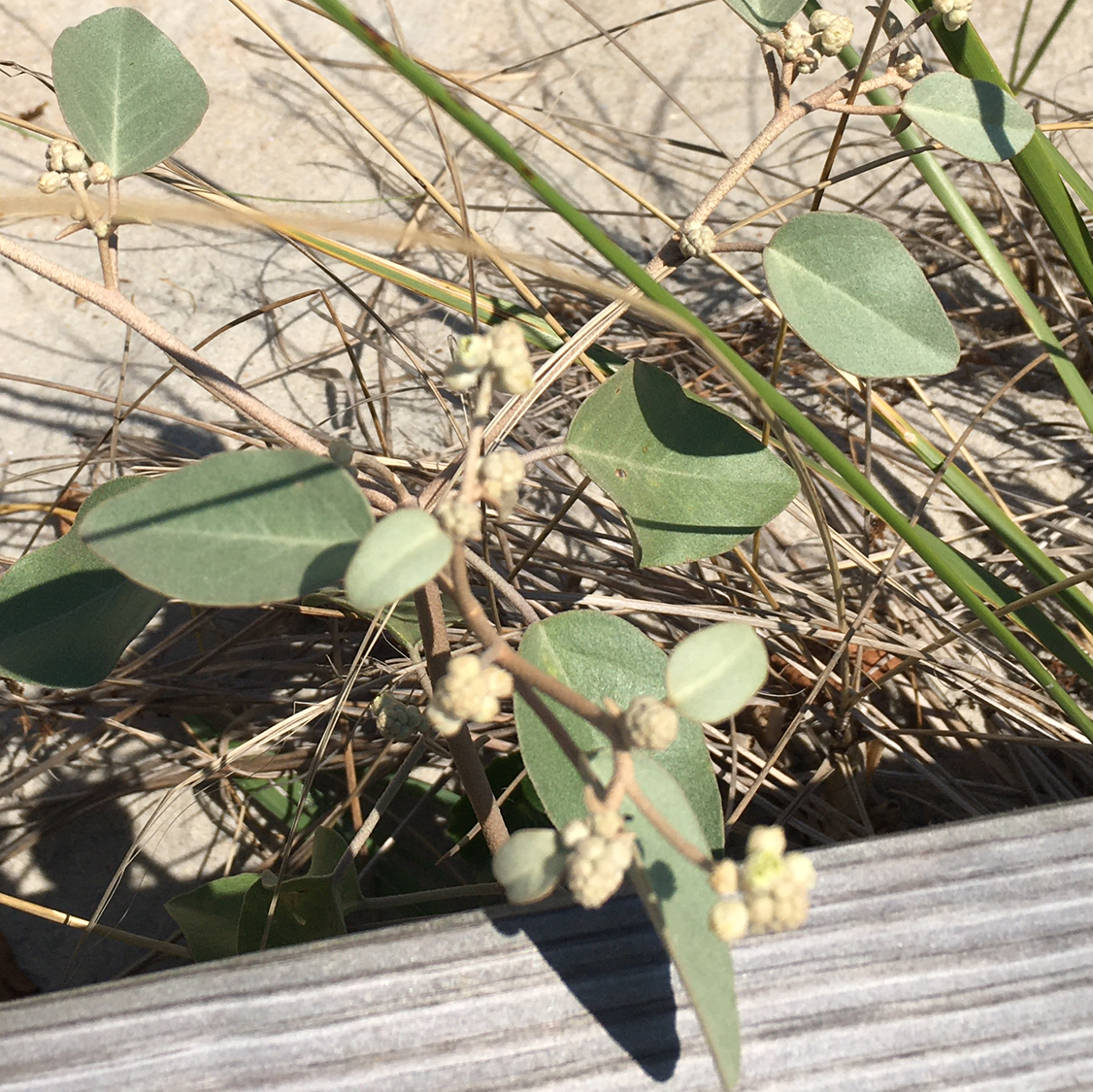 Gulf Croton plant photo by @BrandyLVSplants named Beach Tea on Greg, the plant care app.