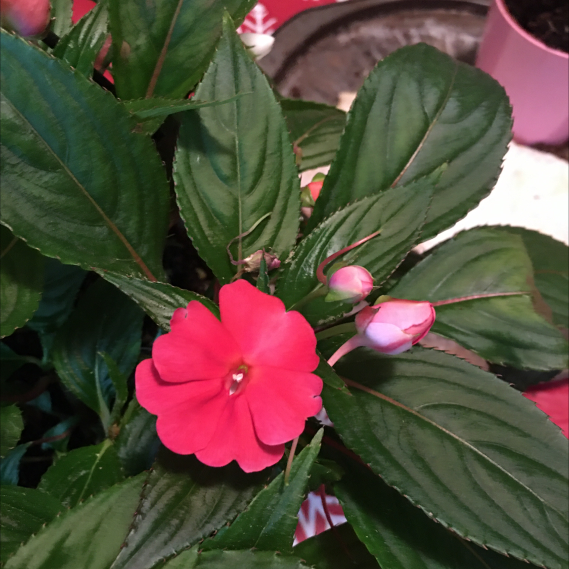 Photo of the plant species New Guinea Impatiens by @BrandyLVSplants named Daphne on Greg, the plant care app