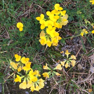Common Bird's-Foot-Trefoil plant in Somewhere on Earth