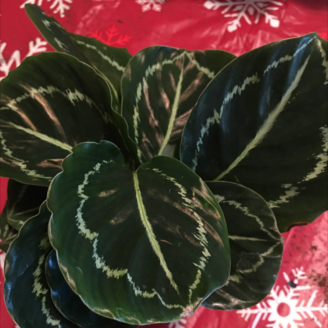 Rose Calathea plant photo by @BrandyLVSplants named Mollie on Greg, the plant care app.