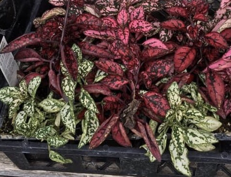 Polka Dot Plant plant photo by @BrandyLVSplants named Morado on Greg, the plant care app.