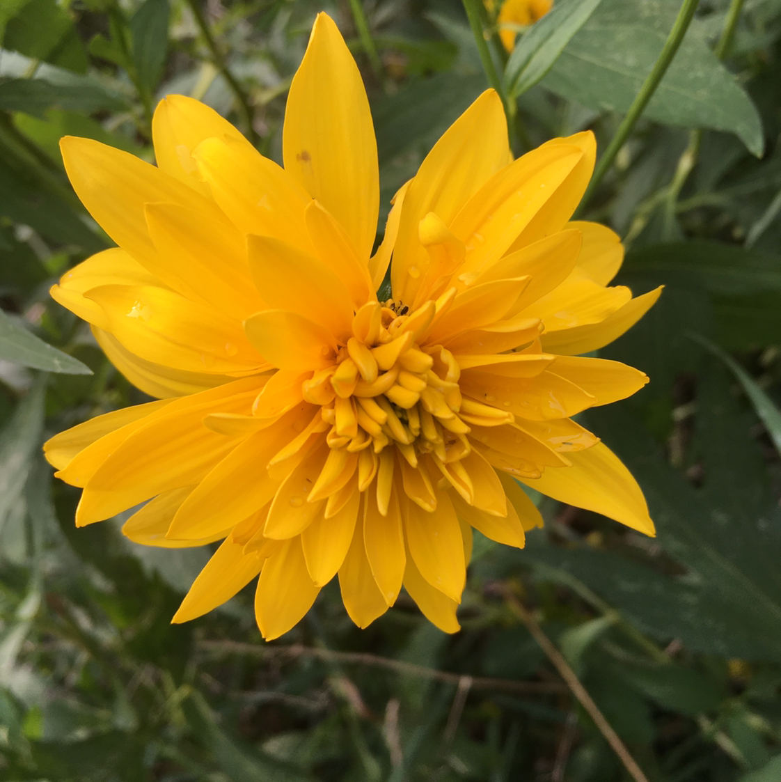 Coneflower plant photo by @BrandyLVSplants named Yellow Mellow on Greg, the plant care app.