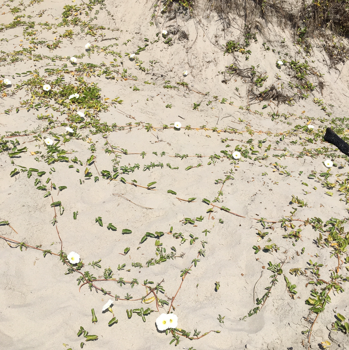 Beach Morning-Glory plant photo by @BrandyLVSplants named MG on the Beach on Greg, the plant care app.