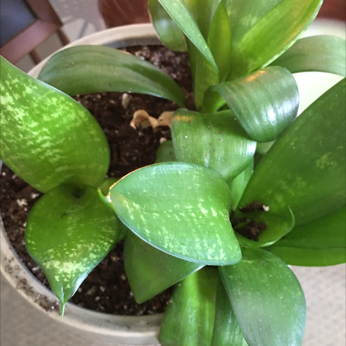 Snake Plant plant photo by @BrandyLVSplants named Whisper on Greg, the plant care app.