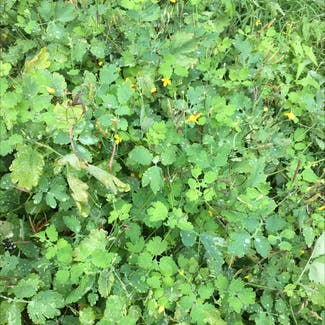 Greater Celandine plant in Somewhere on Earth