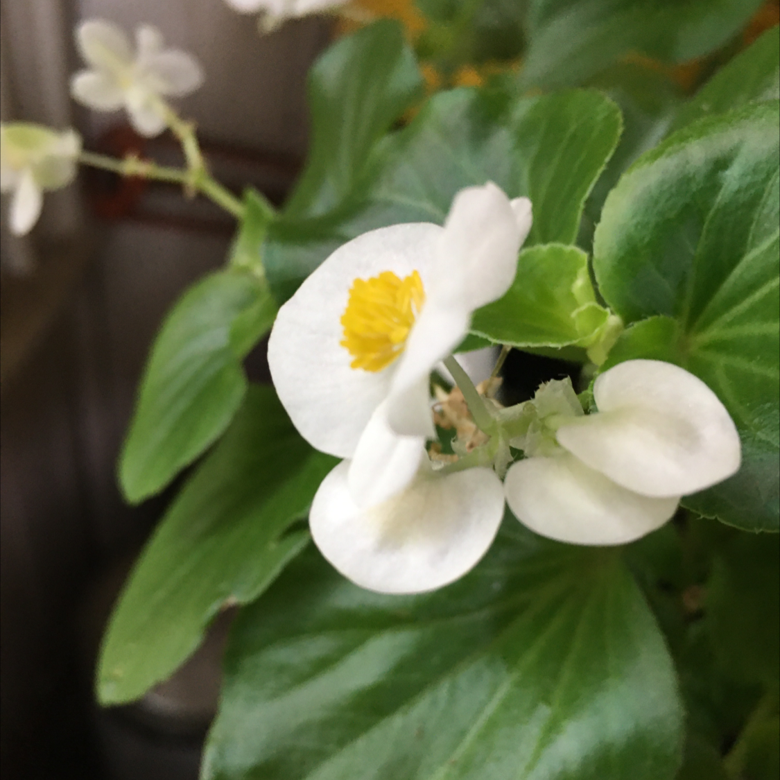 Photo of the plant species Begonia cucullata by @BrandyLVSplants named Cleo on Greg, the plant care app