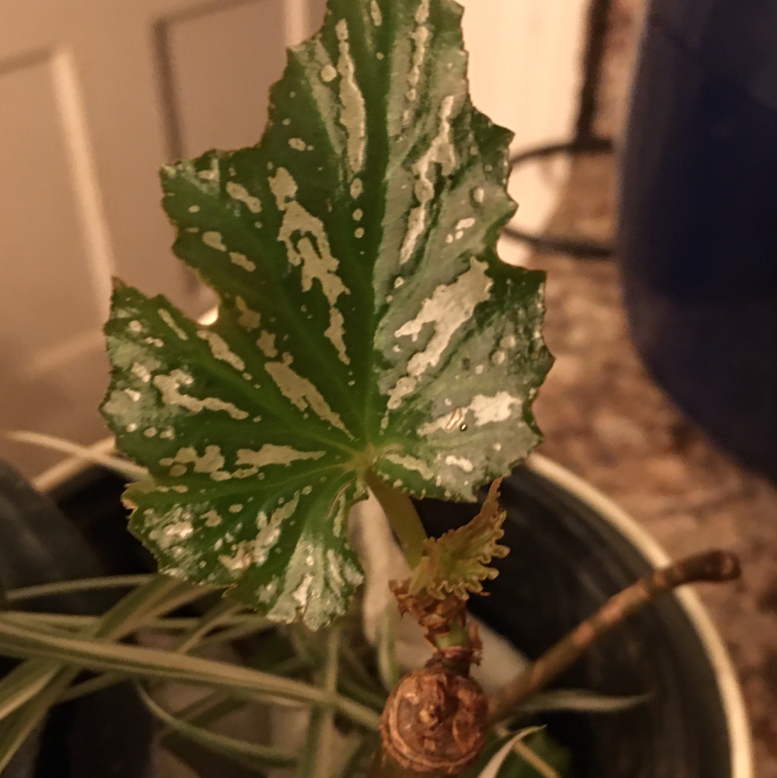 Polka Dot Begonia plant photo by @BrandyLVSplants named Rihanna on Greg, the plant care app.