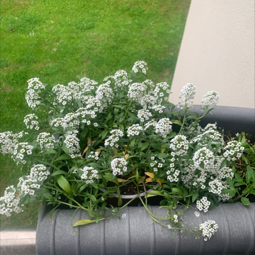 A dense cluster of small white alyssum flowers blooming profusely in a garden bed, creating a carpet of delicate blossoms.