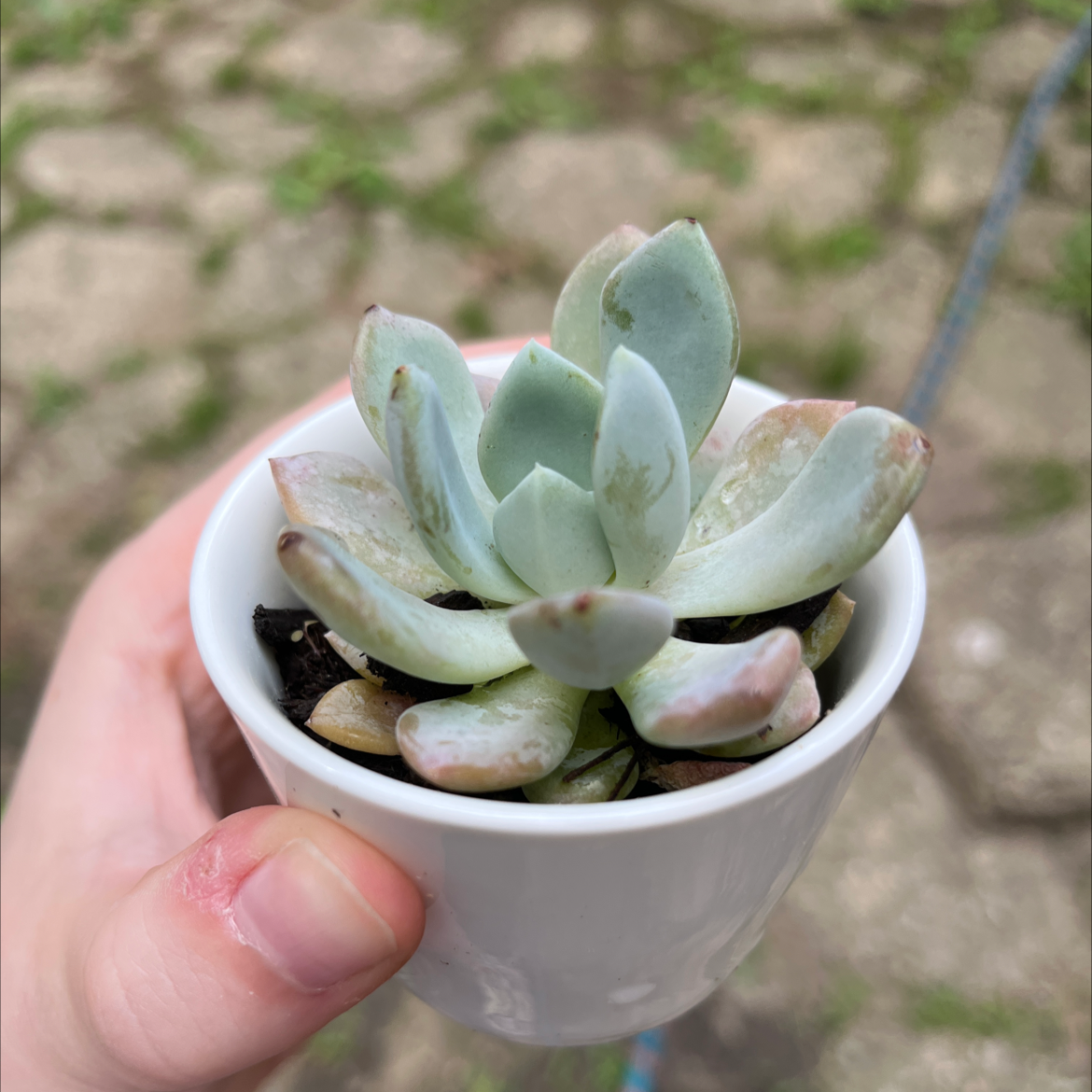 A healthy succulent plant in a white pot held by a hand.