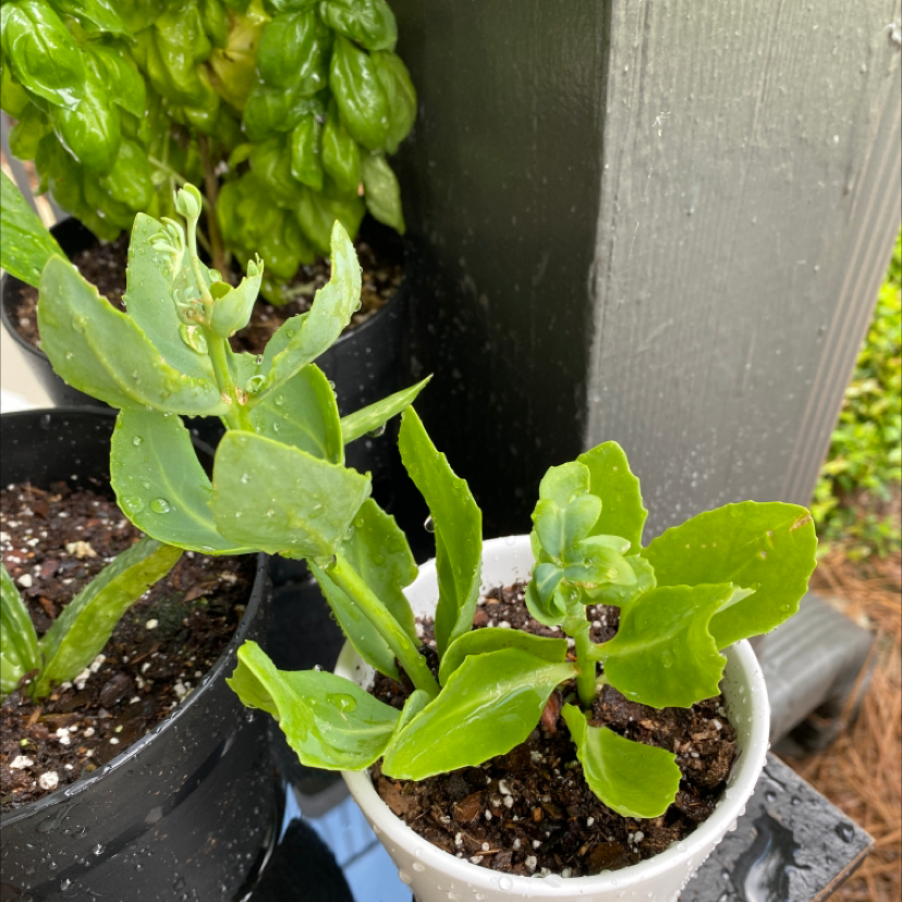 A healthy potted Showy Stonecrop succulent plant with lush green leaves, growing in dark soil in a white ceramic pot outdoors.