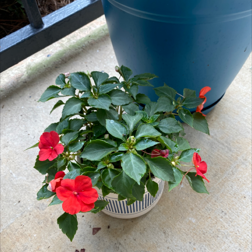 Potted Buzzy Lizzy plant with red flowers and green leaves on a concrete surface.
