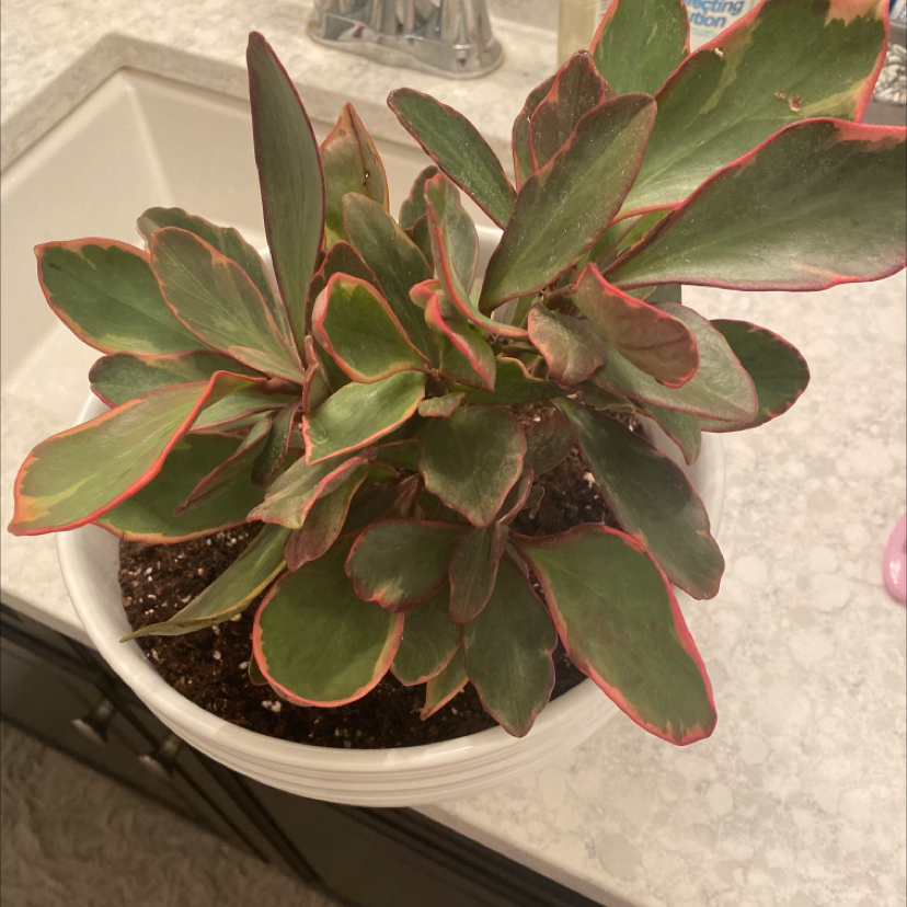Peperomia 'Ginny' plant in a white pot with variegated leaves and pink edges on a countertop.