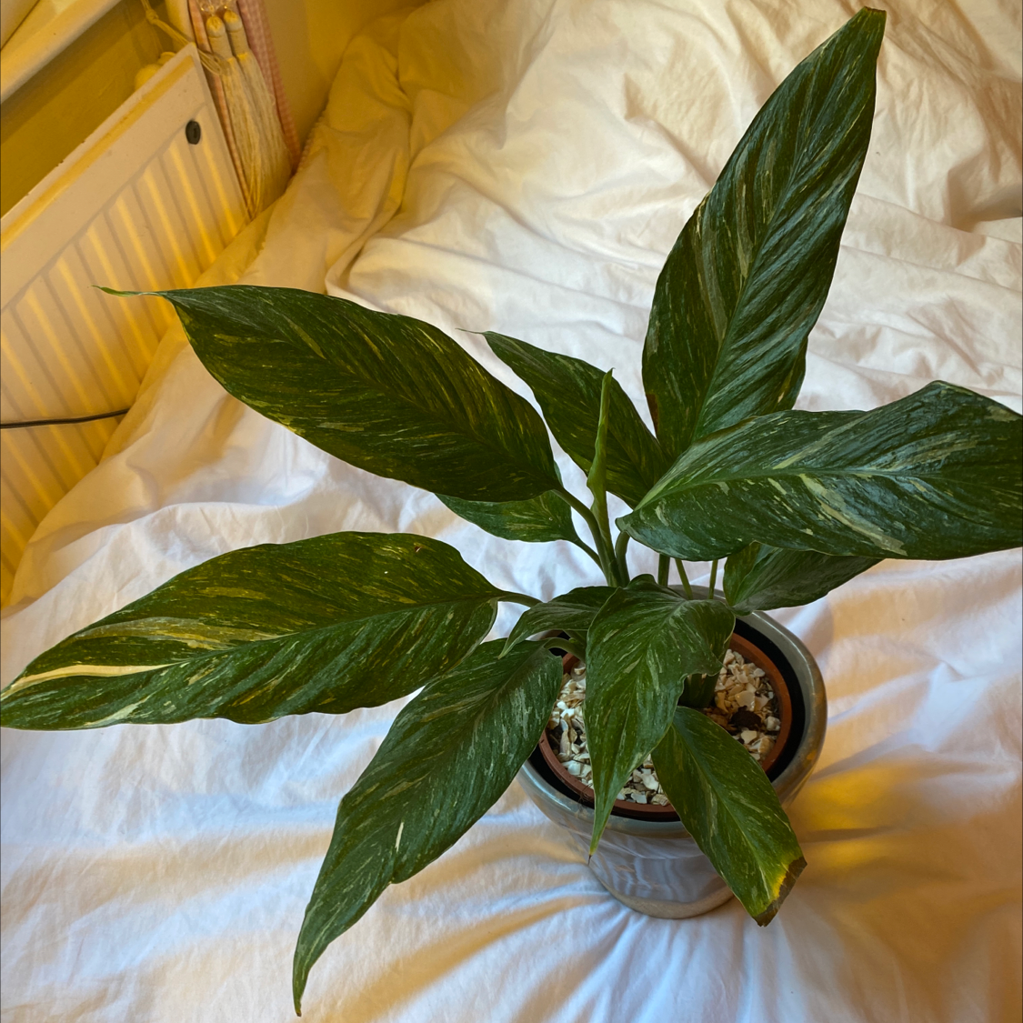 Variegated Peace Lily in a pot on a white surface with healthy green leaves.