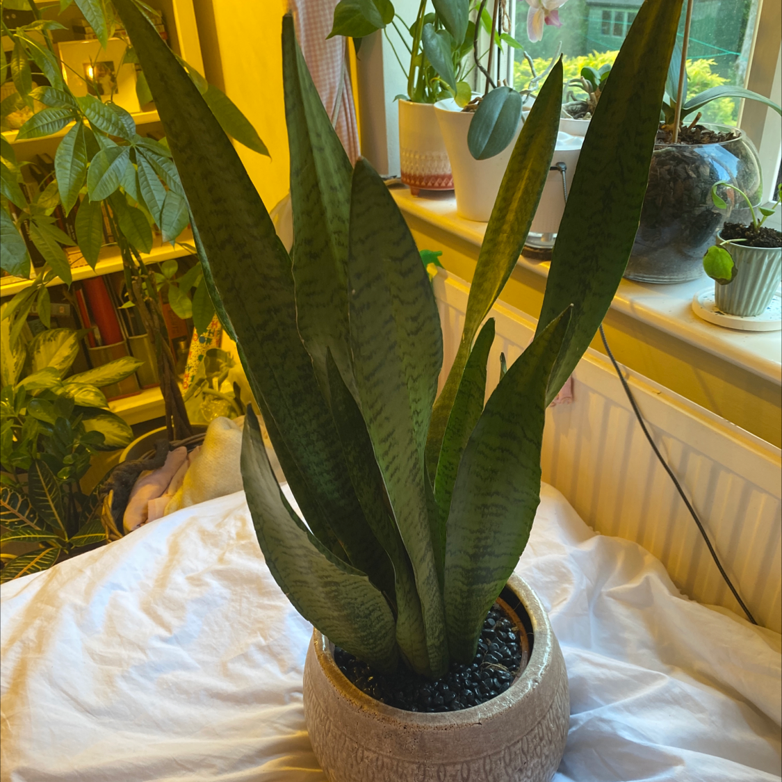 Black Coral Snake Plant in a pot on a white cloth, with other plants and a window in the background.