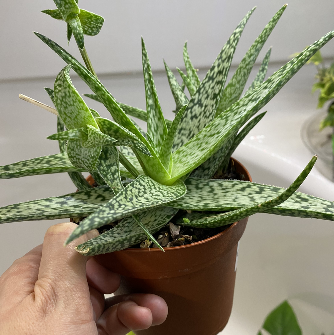 Snowflake Aloe plant in a small pot, held by a hand, with vibrant green leaves and white speckles.