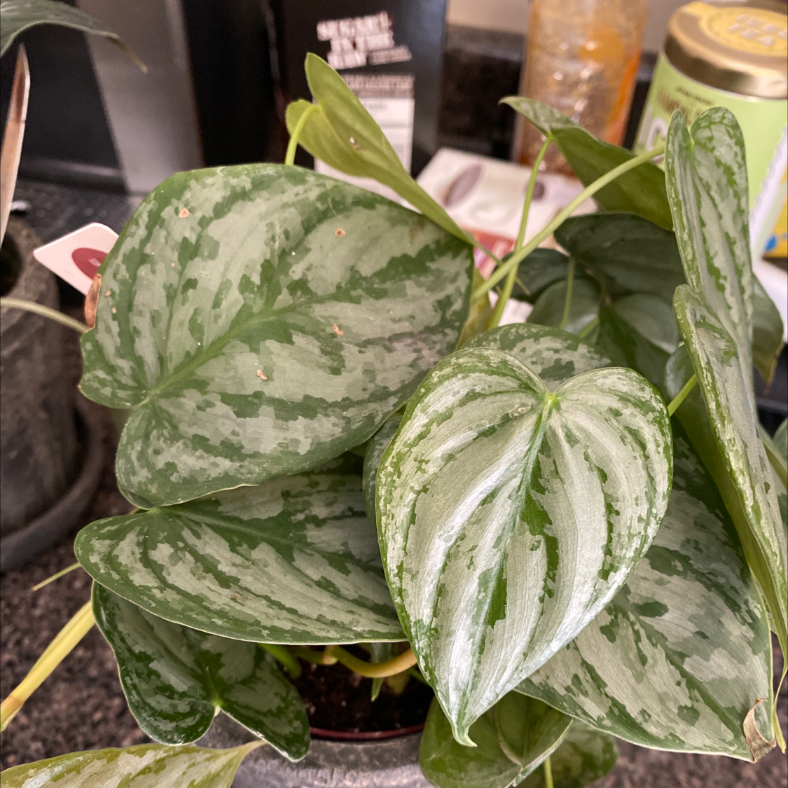 Silver Leaf Philodendron with variegated leaves, healthy and vibrant.