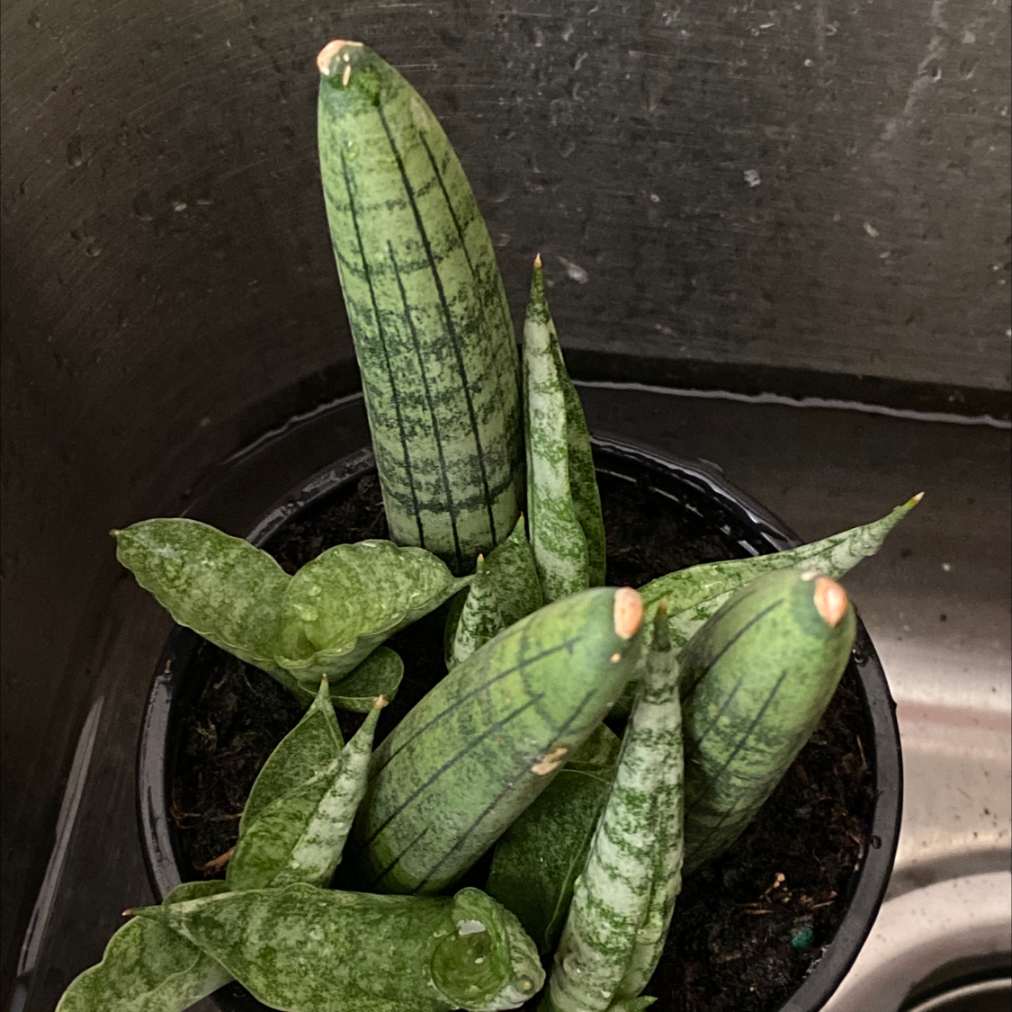 Starfish Snake Plant in a pot placed in a sink, with healthy green leaves.