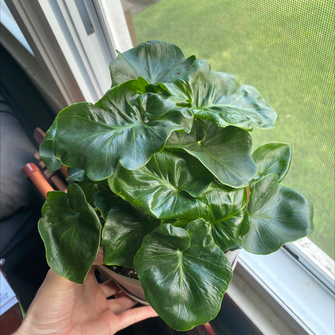 Philodendron 'Super Atom' plant with lush green leaves, held by a hand near a window.