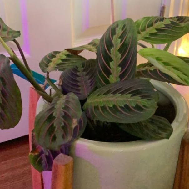 Green Prayer Plant plant photo by Emily named prayer plant on Greg, the plant care app.