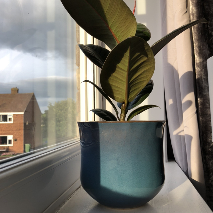 Photo of the plant species Rubber Plant by @e1eanor named Blu on Greg, the plant care app