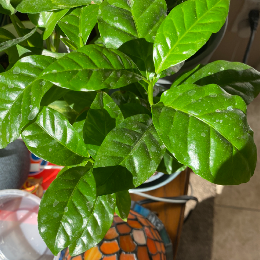 Healthy, lush Arabian Coffee plant with vibrant green leaves in a decorative orange and blue pot, no signs of disease or distress.