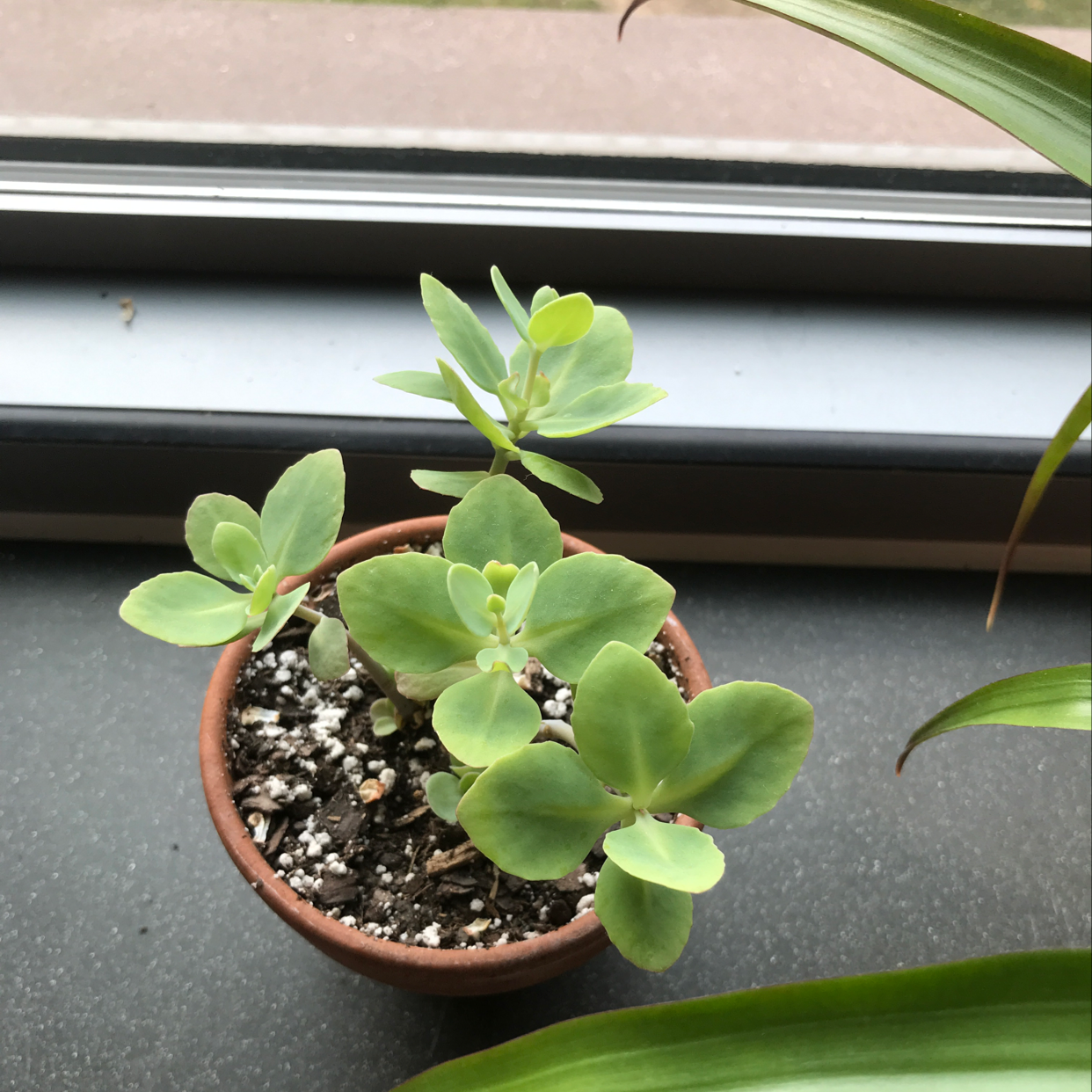 Small potted succulent sedum plant with thick, rounded green leaves. The healthy plant is in a terracotta pot with visible soil.