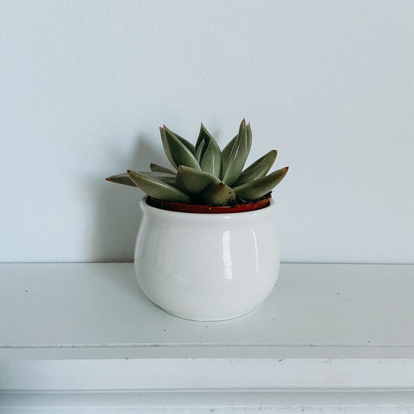 Lipstick Echeveria succulent in a white pot on a white surface.