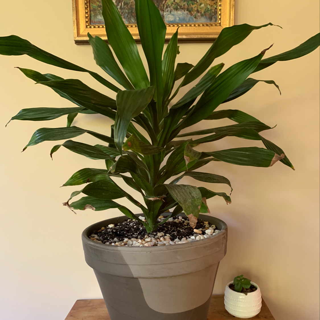 Healthy Cornstalk Dracaena plant with long green leaves in a gray ceramic pot, with a small cactus visible in the background.