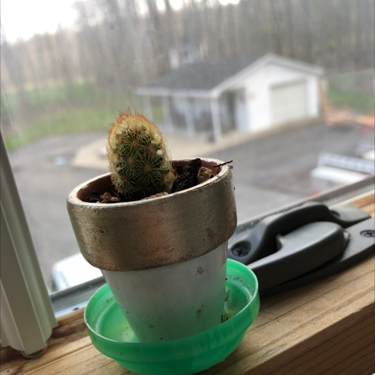 Lady Finger Cactus in a pot on a windowsill, appears healthy.