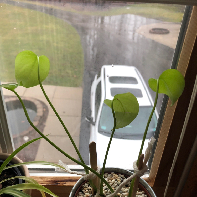 Monstera plant photo by @kylie named Oscar on Greg, the plant care app.