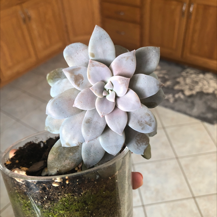 Ghost Plant (Graptopetalum paraguayense) in a glass container, held by a hand.