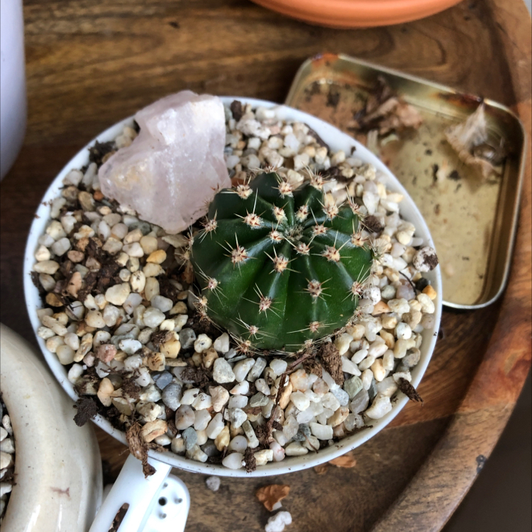 Pincushion Cactus in a pot with gravel and a crystal.