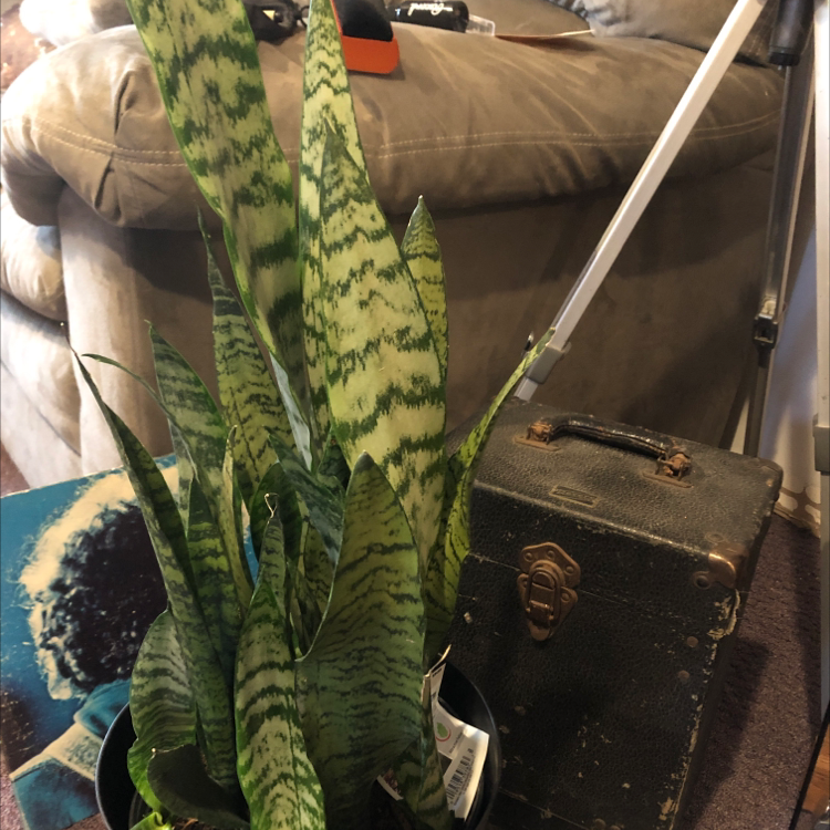 Snake Plant plant photo by @kylie named Ulysses S Plant on Greg, the plant care app.
