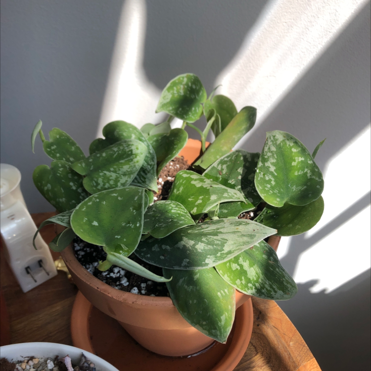 A healthy, thriving Satin Pothos plant with lush variegated leaves in a terracotta pot, photographed in natural light.