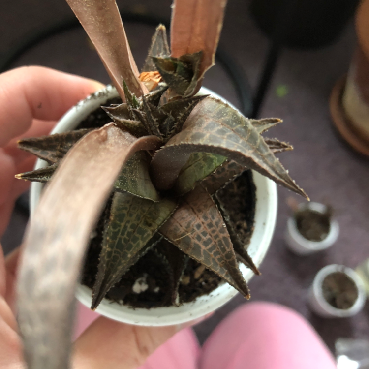 Photo of the plant species Haworthia koelmaniorum by @kylie named Clyde on Greg, the plant care app