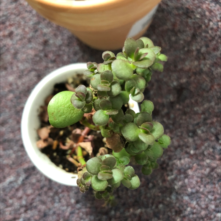 Image of an Elephant Bush in a small white pot with visible soil and another pot in the background.
